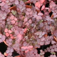 Acaena inermis 'Purpurea'